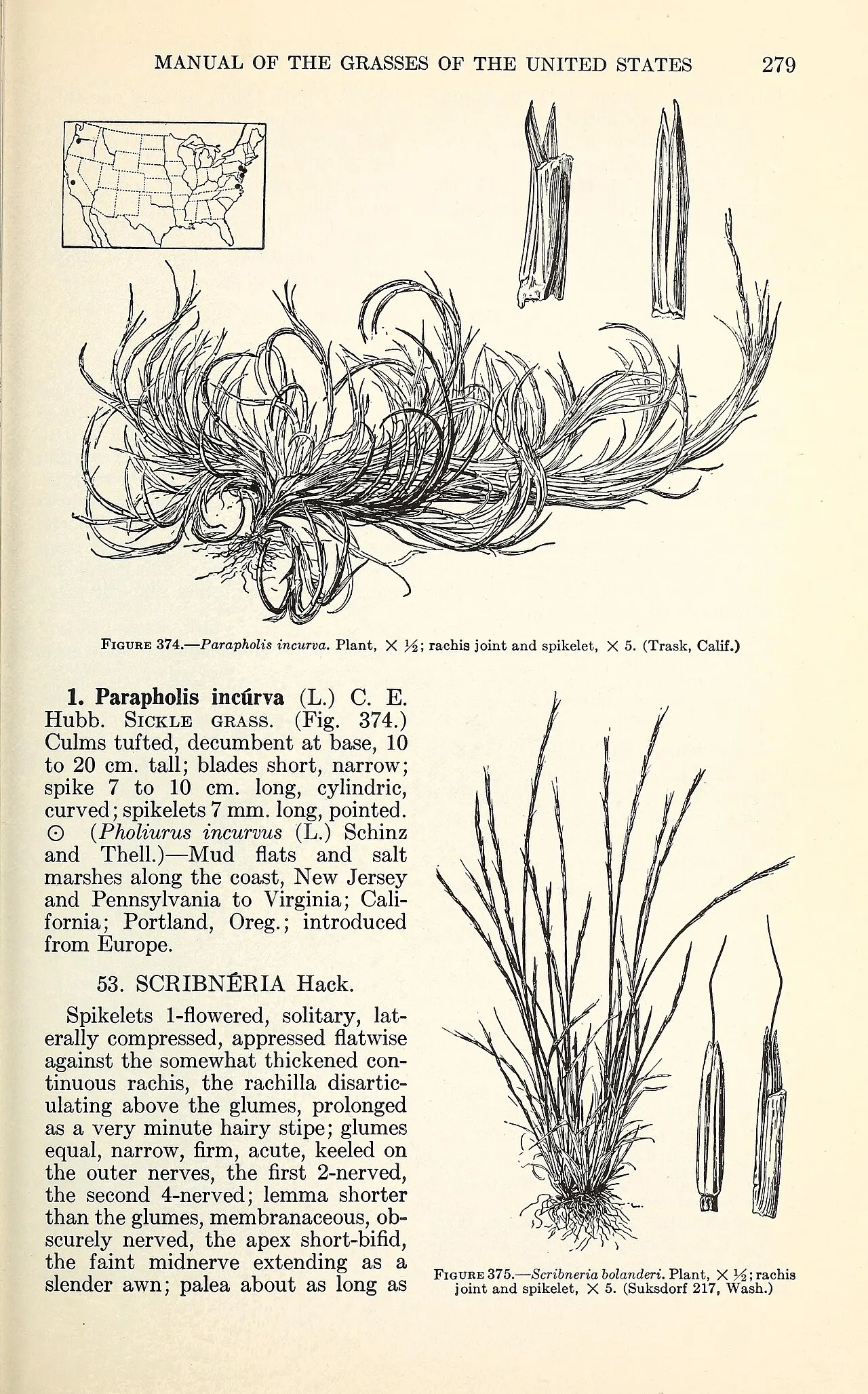 Scribner's Grass — photo by Chase, Agnes; Hitchcock, A. S.