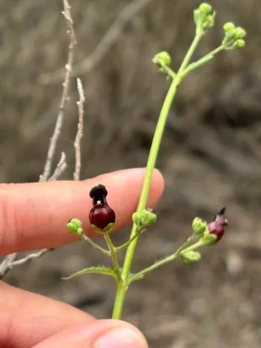 Darkflowered Figwort
