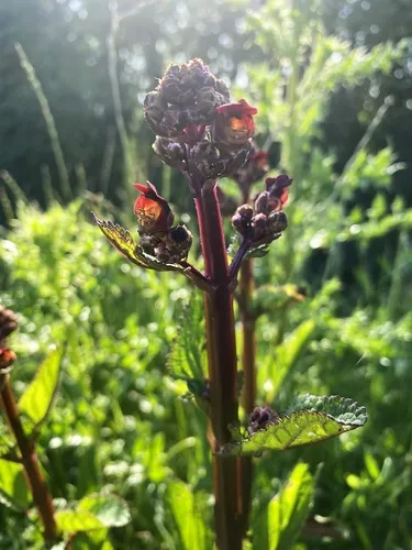 Shoreline Figwort — photo by Mike King