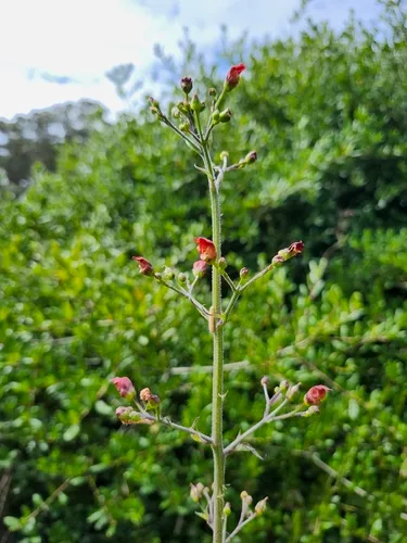 California Figwort