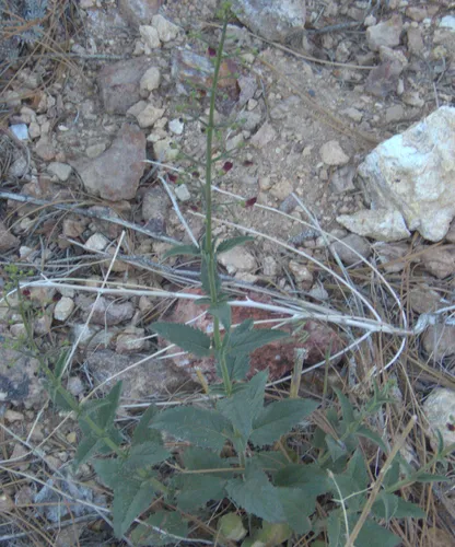 Desert Figwort