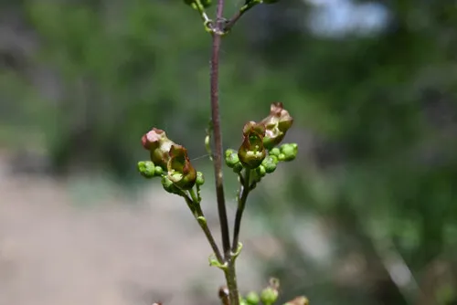 Lanceleaf Figwort