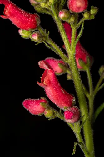 New Mexico Figwort — photo by Matt Becker