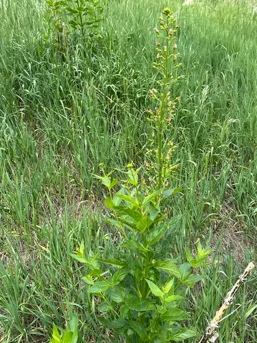 Mountain Figwort