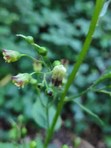Woodland Figwort — photo by rangerandy