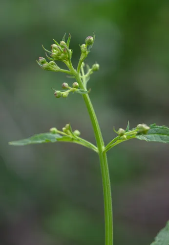 Pineland Figwort — photo by Saelon Renkes