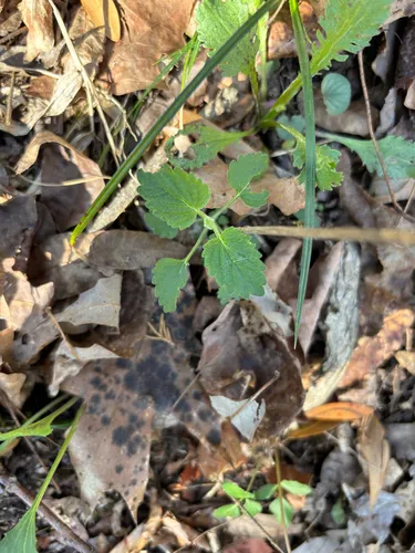 Alabama Skullcap