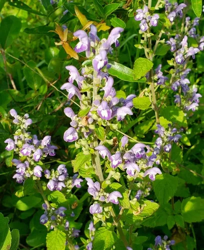 Pineland Skullcap — photo by Steve Bennett