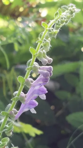 Tall Skullcap — photo by Thierry GAULTIER