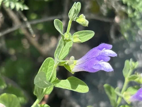 Nose Skullcap — photo by Damon Tighe