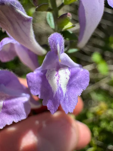 Florida Scrub Skullcap — photo by Connor Gordon