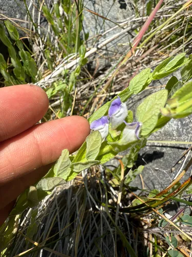 Sierra Skullcap — photo by Alex Barone