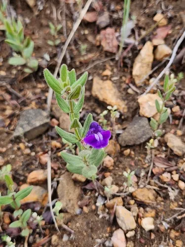 Britton's Skullcap