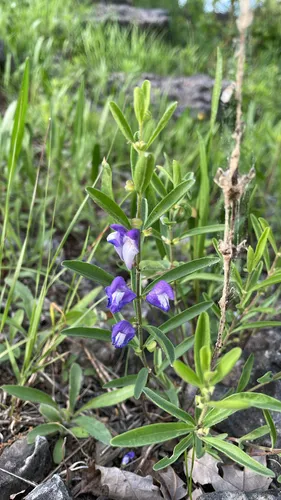 Bush's Skullcap