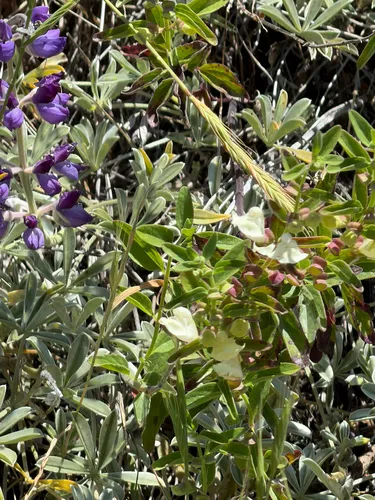 California Skullcap