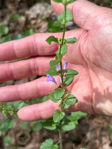 Gulf Skullcap — photo by Valarie A.