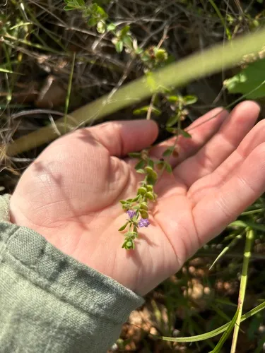 Drummond's Skullcap — photo by sophiehaert