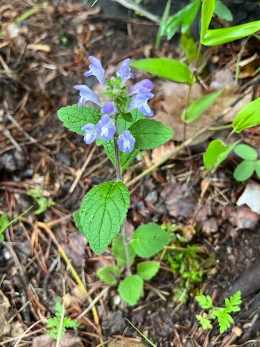 Hairy Skullcap (var. hirsuta) — photo by buggyboo