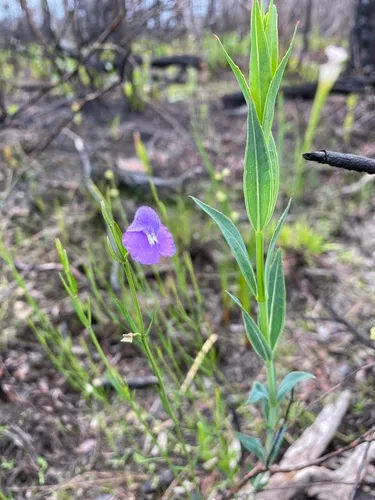 Florida Skullcap — photo by biologyrulz