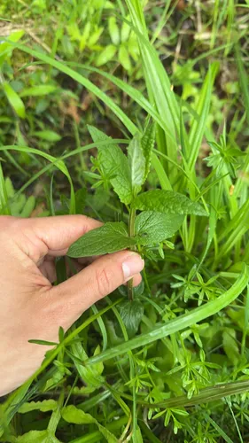 Marsh Skullcap — photo by simroc