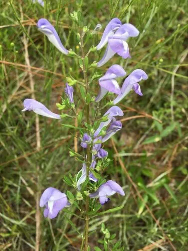 Georgia Skullcap — photo by Al Schotz