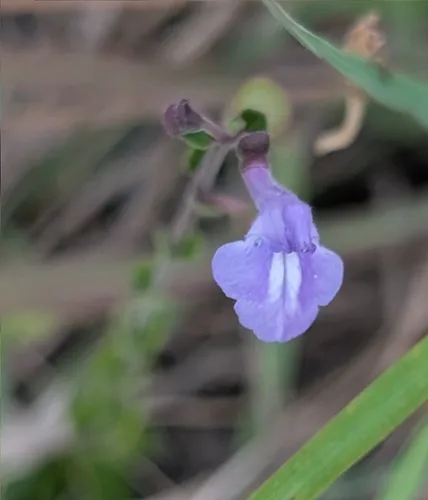 Havana Skullcap — photo by Brian Charles
