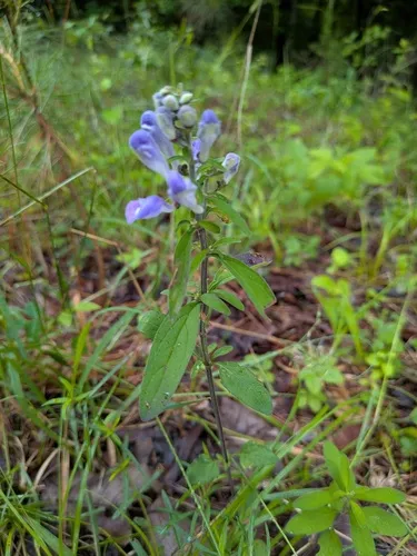 Helmet Flower — photo by stephen