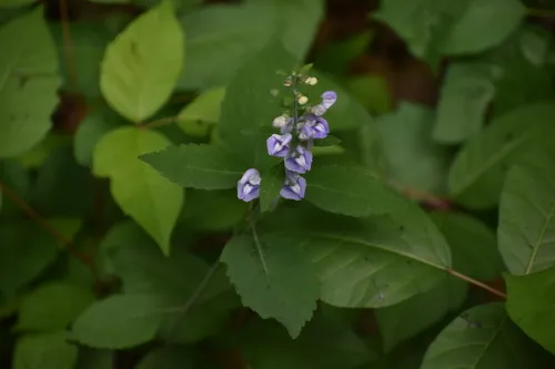 Largeflower Skullcap — photo by Jared Gorrell