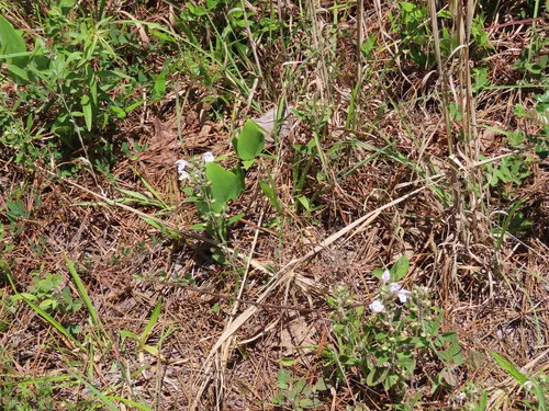 Small's Skullcap — photo by Claudia Stratmann