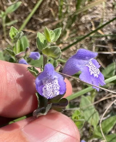 Rio Grande Skullcap — photo by Zach Nett