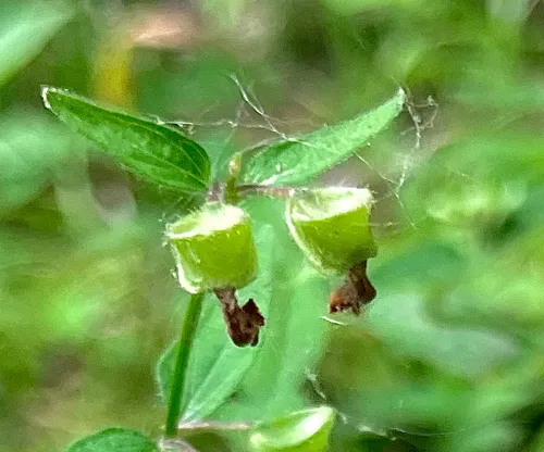 Veiny Skullcap — photo by pattybb