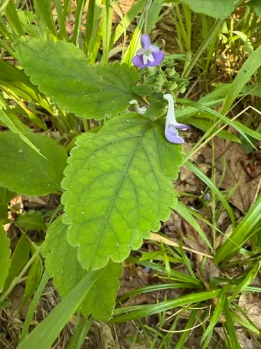 Ocmulgee Skullcap — photo by Keith Bradley