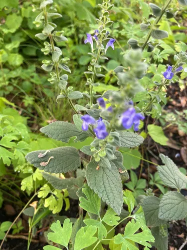 Cuthbert's Skullcap (subsp. cuthbertii) — photo by Liliana Benitez