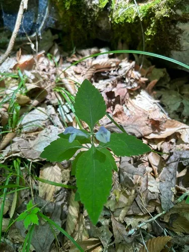 Falseteeth Skullcap — photo by Sequoia Janirella Wrens