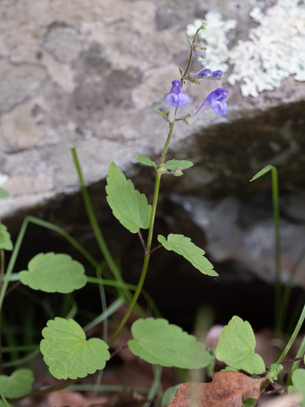 Smooth Rock Skullcap — photo by Alex Abair
