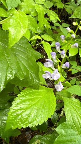 Showy Skullcap — photo by cb71216