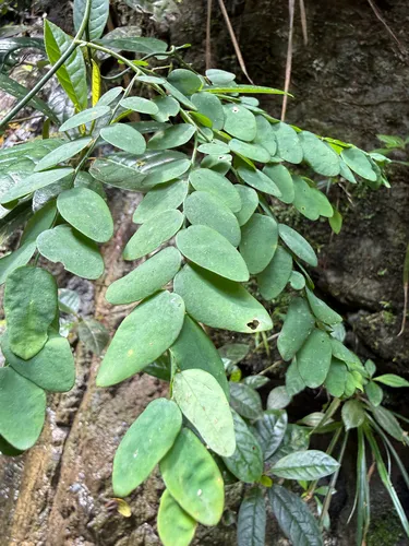 Bejuco De Sopla