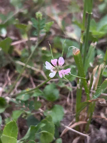 Cretan Crownvetch