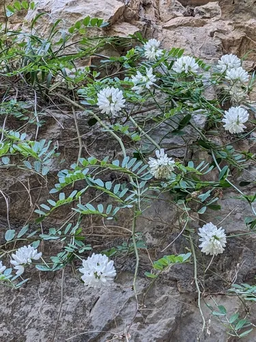 White Crownvetch