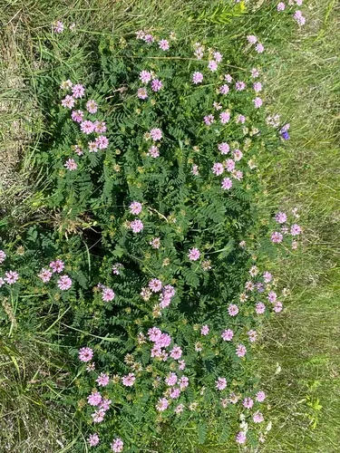 Crownvetch — photo by cassi saari