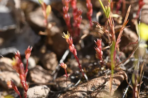 Lake County Mock Stonecrop