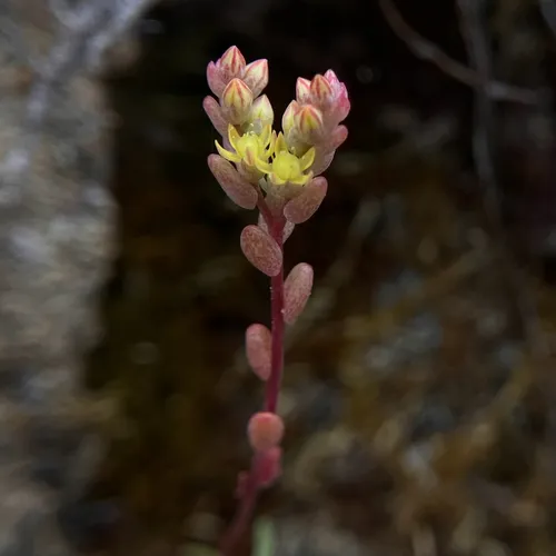 Mt. Hamilton Mock Stonecrop — photo by Cat Chang