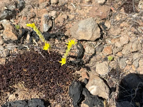Sierra Mock Stonecrop