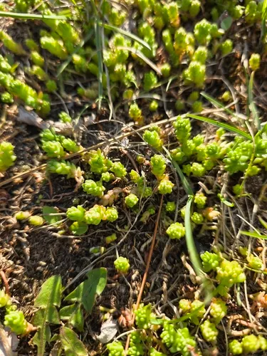 Goldmoss Stonecrop — photo by Carter Dorscht