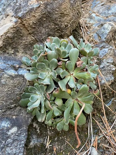 Feather River Stonecrop — photo by timhanson81