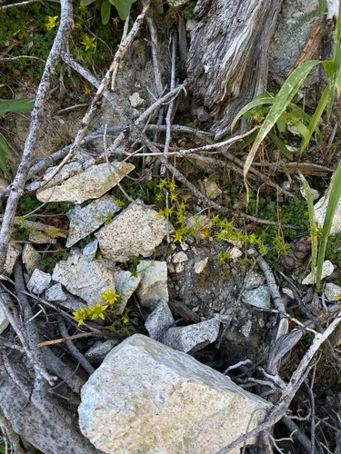 Borsch Stonecrop