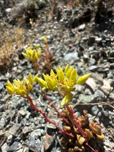 Blue Creek Stonecrop