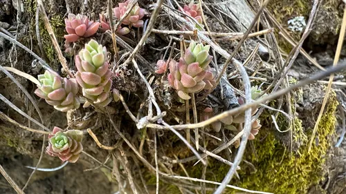 Cockerell's Stonecrop