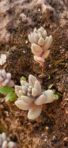 Thick-leaf Stonecrop — photo by mac_caque