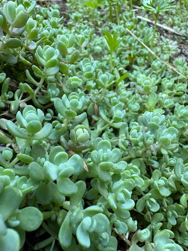 Orpine Stonecrop — photo by Connor Wehner
